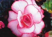 99 6 perennials, begonias Bergenia Winterglow Begonia Marginata BEGONIAS Bright, free-flowering, non-stop blooming plants ideal for shady spots and hanging baskets. Start indoors.