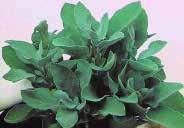 Broad, silver-gray leaves have a mildly pungent flavour and are used for stews, dressings, and soups. Can be dried for winter use. Often used as a border plant in flower beds. Pkt. $1.
