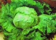 (65 days) A miniature Romaine Lettuce with dark green, shiny leaves that are quite crispy and sweet. PACKED WITH VITAMINS, minerals and anti-oxidants. The latest gourmet variety. Pkt. (100 seeds) $2.