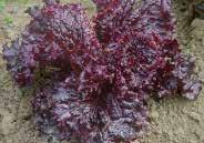 Pkt. (400 seeds) $1.75, 15 g $6.95, 25 g $9.95, 100 g $24.95 2324 Midnight Ruffles. (45 days) Very dark red, almost black, crinkled or ruffled leaves with red veins. Pkt. (400 seeds) $1.50, 15 g $6.