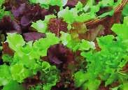 95, 25 g $9.95, 100 g $24.95 Lettuce Simpson Elite Lettuce Grand Rapids 231 Ruby Red Sails. (40 days) A spectacular yet easy-to-grow red loose leaf variety.