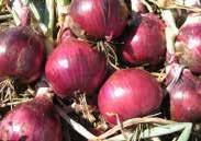 50, 15 g $5.75, 25 g $7.95, 100 g $14.50, 400 g $32.95 2532 Ranier. (late season) Shiny white, globe-shaped, Spanish onion with a very sweet flavour. Jumbo size. Stores longer than most Spanish types.
