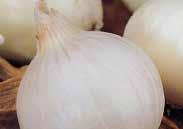 95 ONIONS Sow seed outdoors as early as the soil can be worked. For earlier harvest and larger bulbs, start indoors in a bright spot.