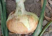 Seeds can be sown in the fall in a protected spot where they will live all winter and produce green onions first thing in the spring. Very tender and mild. Pkt. (300 seeds) $1.50, 15 g $5.75, 25 g $7.