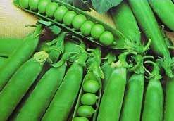 Dark green pods that remain tender and less fibrous even as they mature. Start indoors. Vigorous, semi-dwarf plants. Pkt. (20 seeds) $1.95, 10 g $12.