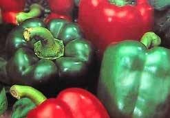 An excellent stuffing pepper. Recommended for freezing. HEIRLOOM VARIETY. Pkt. (25 seeds) $1.50, 10 g $9.95, 25 g $13.95 2911 Natural Olympus.