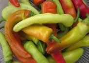 (66 days from set out) Large HOT CHILI peppers, tapered, pendant-shaped, about 10 cm (4 ) long, maturing from yellow to red. Best used when yellow. Moderately hot 500 to 600 scovilles. Pkt.
