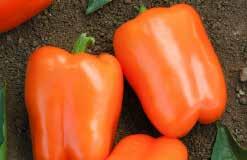 (15 seeds) $1.95, 200 seeds $19.95 2924 Satsuma Hybrid. (75 days from set out) Thickwalled, blocky sweet peppers that mature from green to bright orange. Sweet, crunchy, very productive. Pkt.