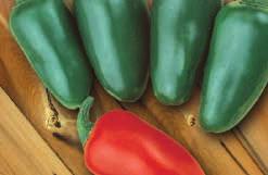 For pizzas, casseroles and chipotle. Pkt. (15 seeds) $1.95, 200 seeds $19.95 2937 Jalapeno M. (75 to 80 days from set out) Peppers are about 7.5 cm (3 ) long, sausage-shaped with a blunt end.
