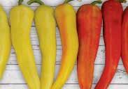VERY HOT with a scoville rating of 29,000 units. Very productive in the garden or in pots. Pkt. (15 seeds) $1.95, 200 seeds $19.95 2928 Carmen.