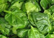 Harvest the small leaves repeatedly until frost. HEIRLOOM VARIETY Pkt. $1.75, 25 g $5.95, 100 g $10.95, 400 g $20.95 3198 Samish. (45 days) Savoyed, bubbly dark green leaves. Mildew resistant.