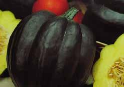 50 314 Black Zucchini. (45 to 65 days) A summer squash with cylindrical, black-green fruit and white flesh. Fruit is best picked when about 15 cm (6 ) long; this also encourages more bearing.