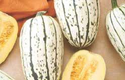Use in salads, raw, or in casseroles. Pkt. (12 seeds) $1.95, 20 g $12.50 319 Buttercup. (100 days) A winter squash with turban-shaped fruit, 15 cm (6 ) in diameter, and weighing about 1.5 kg (3 lbs).