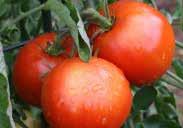 (60 days from set out) Compact plants bear meaty, globe-shaped, deep red fruit, weighing about 200 g (7 oz). Very early. Tolerates cold weather better than most. Determinate. Pkt. (20 seeds) $3.