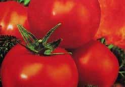 (20 seeds) $1.50, 10 g $8.95, 25 g $17.95 3634 Marmara. (75 days from set out) Intense red marmande-type fruit, weighing about 140 to 170 g (5 to 6 oz).