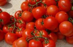 (65 days from set out) Dark red cherry tomatoes with a SUPERSWEET flavour, almost like candy. Disease resistant. Indeterminate. Pkt. (20 seeds) $2.95, 300 seeds $22.50, 500 seeds $31.