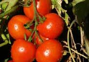 Pkt. (15 seeds) $2.25, 300 seeds $22.50, 500 seeds $31.50 3645 Beefmaster Hybrid. (80 days from set out) This Beefsteak tomato is VERY LARGE and meaty, weighing up to 1 kg (2 lbs). Disease-resistant.