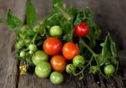 (60 to 65 days from set out) A dwarf variety, about 35 cm (14 ) high, with cherry-sized fruit about 2.5 cm (1 ) in diameter. Ideal for salads. Can be grown indoors in pots. Determinate.