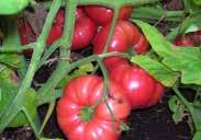 For early harvest, best started indoors in Jiffy pots and transplanted when the soil is consistently warm. May be sown directly in the garden. An All American Award winner. Pkt. (10 seeds) $4.