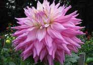 If the tubers shrivel unduly, periodically sprinkle with water during the winter storage period. GIANT DAHLIAS Large Dinner-plate blooms, up to 25 cm (10 ) across. Height 100 to 125 cm (40 to 50 ).