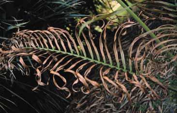 In other palms such as Dypsis cabadae (cabada palm), Howea spp. (kentia palms) and Roystonea spp.