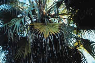 In fan palms such as Livistona chinensis (Chinese fan palm), Corypha spp. (talipot palm), Washingtonia spp.