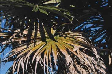 In Phoenix roebelenii (pygmy date palm), the distal parts of the oldest leaves are typically orange with leaflet tips becoming necrotic (Figure 6).