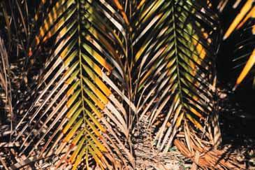 This pattern of discoloration holds for most palm species that show discoloration as a symptom. Figure 4. Potassium-deficient older leaf of Washingtonia robusta showing extensive leaflet tip necrosis.