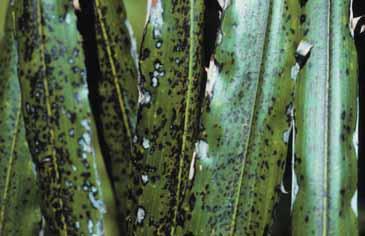 (sugar palms), chlorotic mottling is minimal or non-existent, but early symptoms appear as irregular necrotic spotting within the leaflets (Figures 7 and 8).