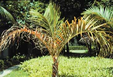Potassium-deficient older leaf of Cocos nucifera showing progression of