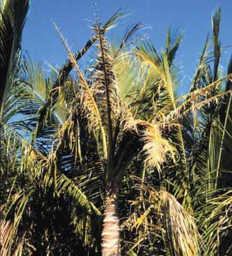 widespread of all palm nutrient deficiencies, occurring in most palm-growing regions of the world. It is quite severe in southern Florida and much of the Caribbean region.