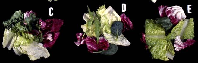 Brassicas have higher respiration rates