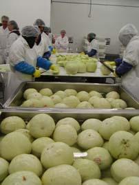 Fresh-cut Fruit Challenges Labor Intensive