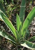 Shrubs Dwarf palmetto (Sabal minor) May Jul; Sep Nov. Among the hardiest and most northernranging palms, dwarf palmetto is a distinctive, low-growing shrub (1.
