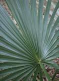 The large leaves, still sometimes used in basket-weaving, resemble those of Sabal palm but have a shorter midrib and do not fray into threads along their edges.