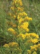 14 One of our largest-flowered goldenrods, this species is among the most robust and showiest of our coastal herbs,