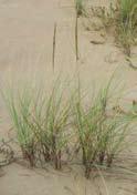 Graminoids The following species are all perennials. American beachgrass (Ammophila breviligulata) Aug Sep.