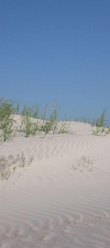Introduction This landscaping guide aims to provide information about using native plants in coastal landscapes and to encourage environmentally responsible landscaping practices on North Carolina s