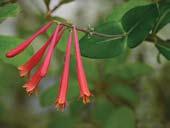 See page 3 for explanation of symbols. Coral honeysuckle (Lonicera sempervirens) Mar Jul; Jul Sep. Photo by W.