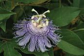 Vines The following species are all perennials. Passionflower (Passiflora incarnata) May Jul; Jul Oct.