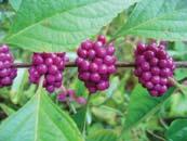 Shrubs Beautyberry (Callicarpa americana) Jun Jul; Aug Oct. Beautyberry what else could you call it?
