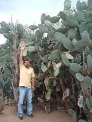 Cactus Agronomic Potential Potential productivity of 20 Mg of DM/ha/yr Carrying capacity of 4.8 AU/ha/yr This is 57.