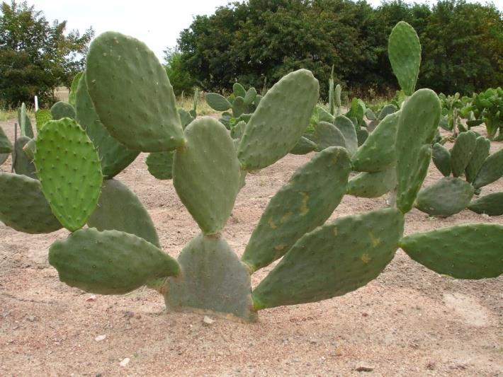 Cactus forage chemical