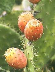 OPUNTIA - AVERAGE CHEMICAL COMPOSITION Item (%) Dry Matter 11.