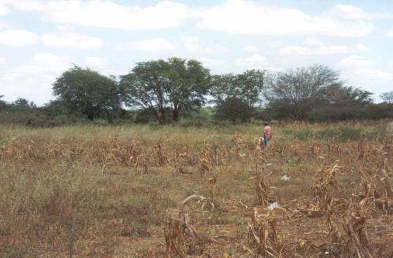 Annual crops + semiarid = RISK Erratic rainfall distribution in the semiarid Shallow soils with low water storage capacity Drought