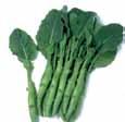 Kailan (Chinese Broccoli) Available all year round. Find them at your local Asian grocery store. Keep refrigerated and store in vegetable crisper. All parts of this vegetable can be eaten.
