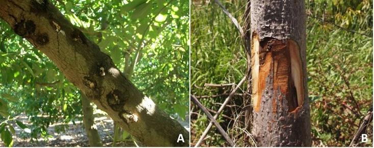 resulting in weakening and decay of the wood at the infection site, which eventually can lead to branch or trunk death (8).
