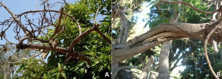 Cankers often appear as sharply-defined, slightly sunken, depressed areas. Figure 1. A. Bleeding cankers on avocado tree. B. Branch canker extending into the xylem. Figure 2. A. Branch dieback B.