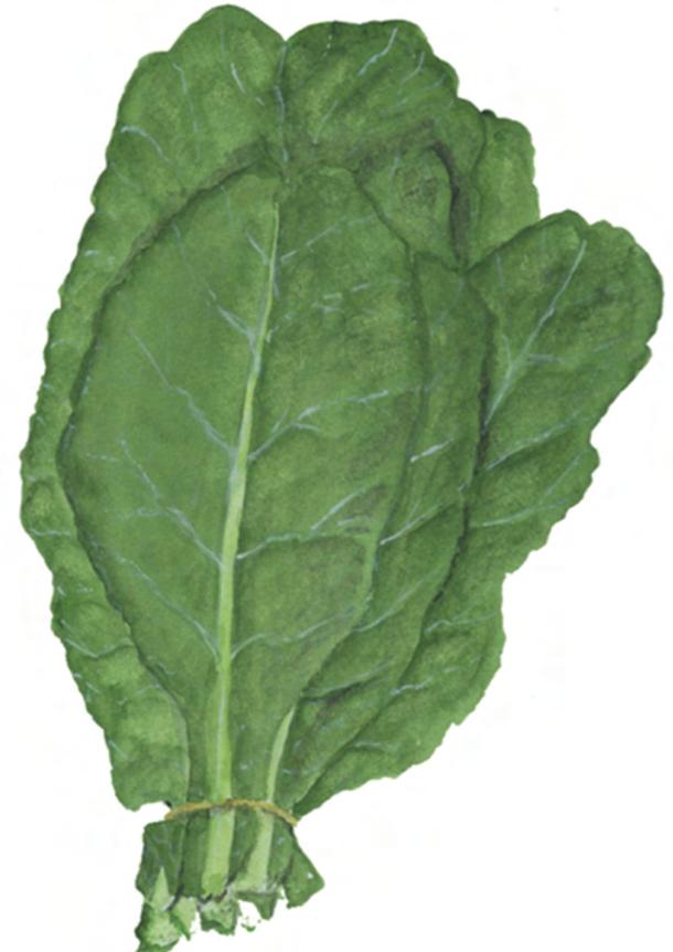 COLLARD GREENS Used all over the world to accompany meat and fish dishes. A staple in Southern U.S. cooking. See also Generic Green and Soul Food recipes.