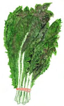 GENERIC GREENS RECIPE (collards, mustard, kale, or other greens may be used separately or combined); also described as Soul Food recipe With ham hocks or shanks or smoked turkey legs or wings ½ lb